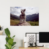 Mini Schnauzer Poster (Thuiskantoor)
