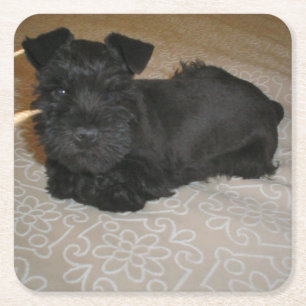 mini schnauzer puppy vierkante kartonnen onderzetter