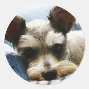 Mini Schnauzer Ronde Sticker