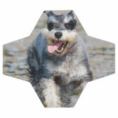 mini schnauzer voetbal (Enkel)