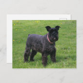 mini shcnauzer vol briefkaart (Voorkant / Achterkant)