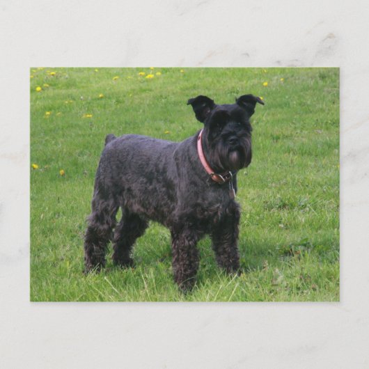 mini shcnauzer vol briefkaart (Voorkant)