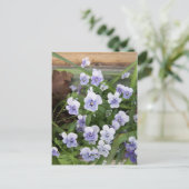 Mini Violets Violets Fleurs Carte Postale (Debout devant)
