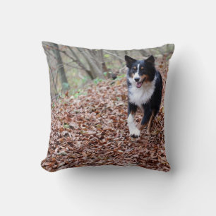 Miniature American Shepherd Black Tri Rennend Kussen