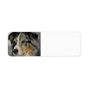 Miniature American Shepherd Blue Merle tweede Etiket