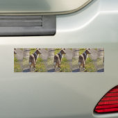 Miniature American Shepherd Red Merle with Tail Bumpersticker (Op auto)