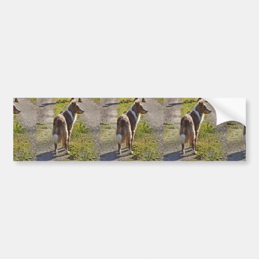 Miniature American Shepherd Red Merle with Tail Bumpersticker (Voorkant)