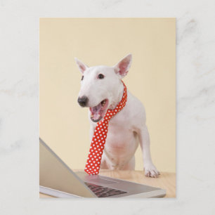 Miniature Bull Terrier die op laptop kijkt, Briefkaart