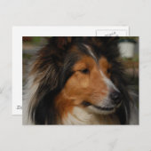 Miniature Collie Briefkaart (Voorkant / Achterkant)