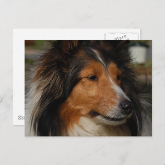 Miniature Collie Briefkaart (Voorkant / Achterkant)
