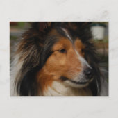 Miniature Collie Briefkaart (Voorkant)