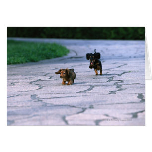 Miniature Dachshund 3
