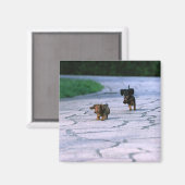 Miniature Dachshund 3 Magneet (Voorkant / Achterkant)