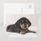 Miniature Dachshund Briefkaart (Voorkant / Achterkant)