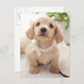 Miniature Dachshund Briefkaart (Voorkant / Achterkant)