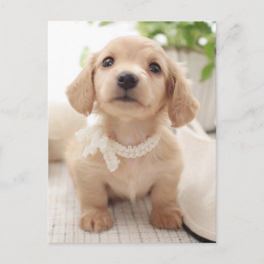 Miniature Dachshund Briefkaart (Voorkant)