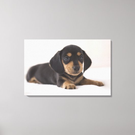 Miniature Dachshund Canvas Afdruk (Voorkant)