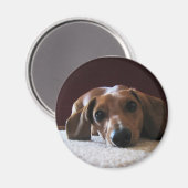 Miniature Dachshund Magneet (Voorkant / Achterkant)