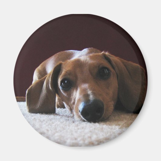 Miniature Dachshund Magneet (Voorkant)