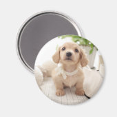 Miniature Dachshund Magneet (Voorkant / Achterkant)