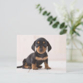 Miniature Dachshund Sitting Briefkaart (Staand voorkant)
