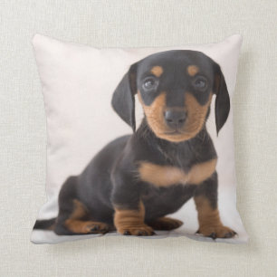 Miniature Dachshund Sitting Kussen