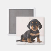 Miniature Dachshund Sitting Magneet (Voorkant / Achterkant)