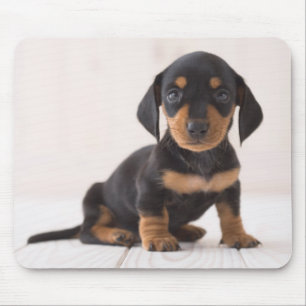 Miniature Dachshund Sitting Muismat