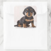 Miniature Dachshund Sitting Vierkante Sticker (Tas)