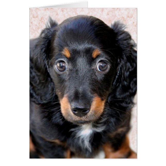 Miniature Long-Haered Dachshund (Voorkant)