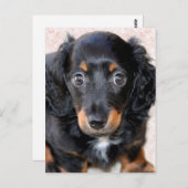Miniature Long-Haered Dachshund Briefkaart (Voorkant / Achterkant)