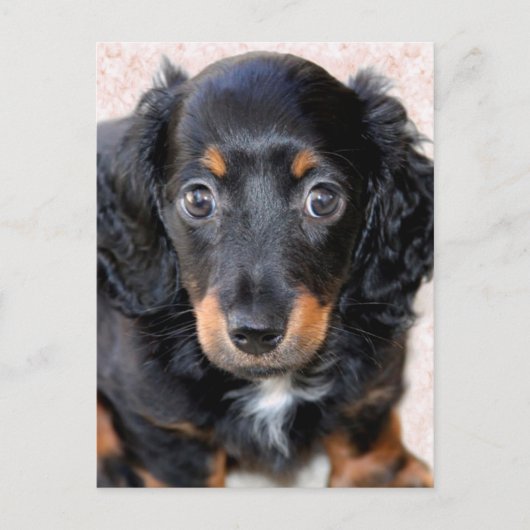 Miniature Long-Haered Dachshund Briefkaart (Voorkant)