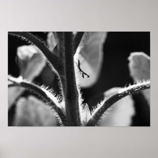 Miniature Mantis Poster (Voorkant)