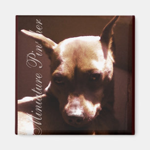 Miniature Pinscher Magneet