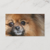 Miniature Pomeranian Dog Visitekaartje (Achterkant)