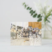 Miniature Schnauzer Briefkaart (Staand voorkant)