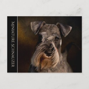 Miniature Schnauzer Briefkaart