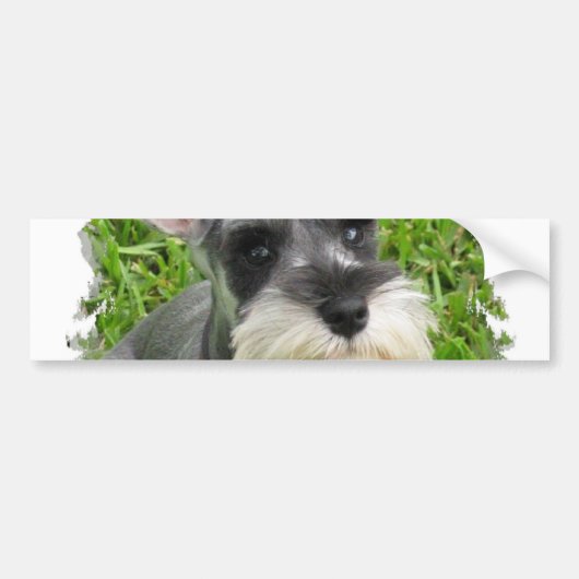 Miniature Schnauzer Bumpersticker (Voorkant)