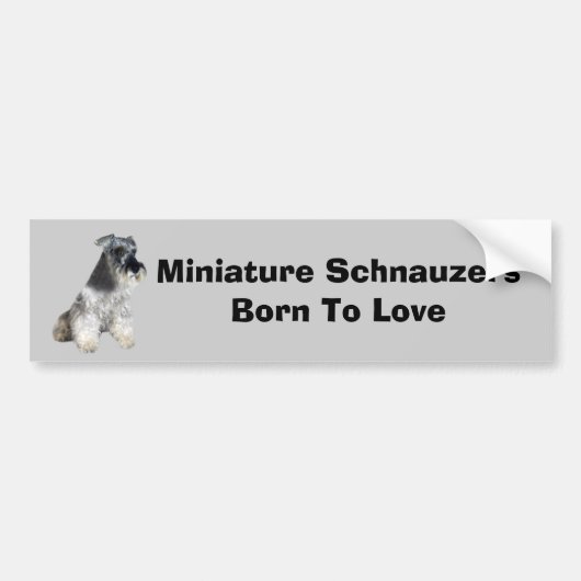 Miniature Schnauzer Bumpersticker (Voorkant)