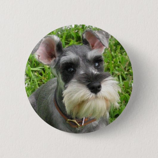 Miniature Schnauzer Button (Voorkant)