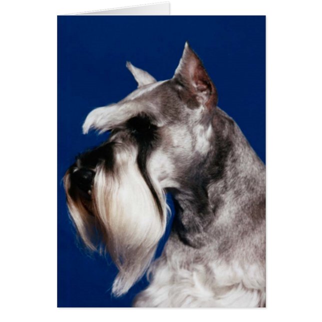 Miniature Schnauzer Head Studie (Voorkant)