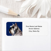 Miniature Schnauzer Head Studie Etiket (Insitu)