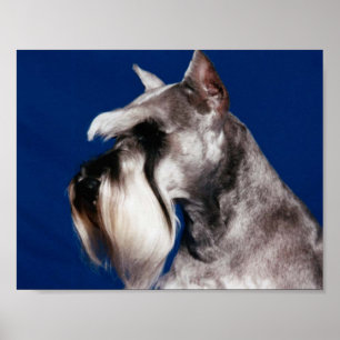 Miniature Schnauzer Head Studie Poster