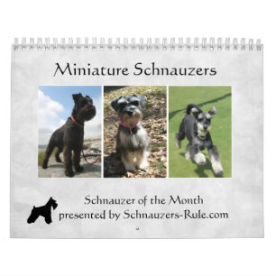 Miniature Schnauzer Kalender