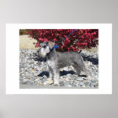 Miniature Schnauzer Poster (Voorkant)