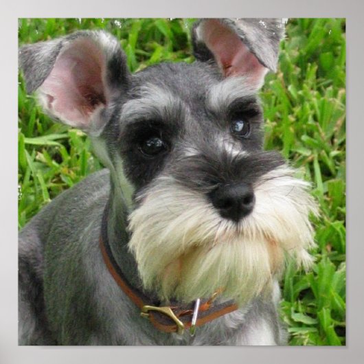 Miniature Schnauzer Poster (Voorkant)