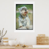 Miniature Schnauzer Poster (Keuken)
