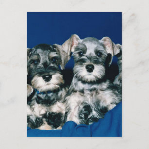 Miniature Schnauzer Puppies Briefkaart
