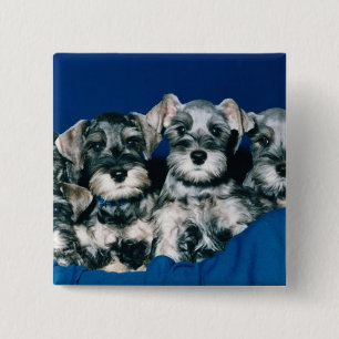 Miniature Schnauzer Puppies Vierkante Button 5,1 Cm