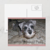 Miniature Schnauzer Puppy Briefkaart (Voorkant / Achterkant)